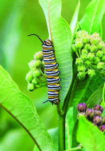 Monarch caterpillar on a Milkweed plant